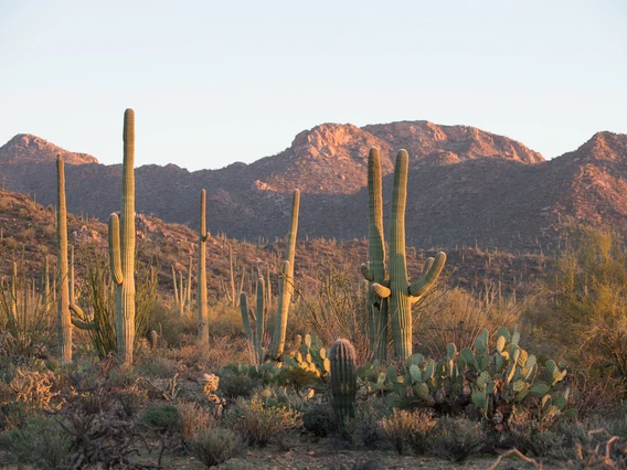 Arizona Desert with Cactus